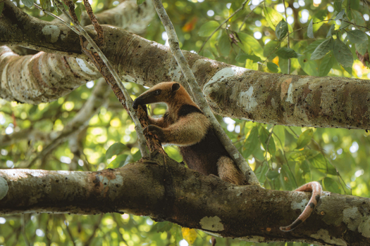 View of a tamandua climbing on a tree branch in the lush forest of Costa Rica.