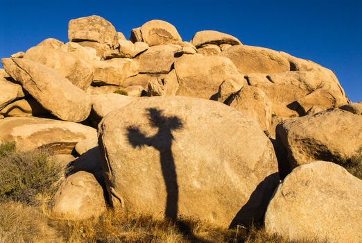 View of a Joshua tree shadow cast upon large weathered desert boulders under a clear blue sky in Joshua Tree California United States.