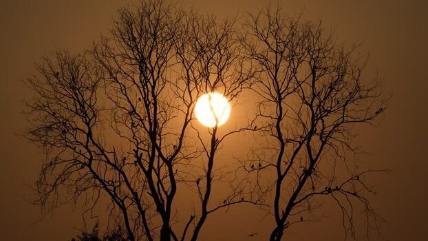 View of the sun setting behind silhouetted bare trees Bangladesh.