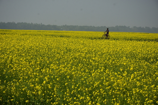 View of a vast field of vibrant yellow mustard flowers with a person riding a bicycle in the distance under a clear sky in Kushtia District Khulna Division Bangladesh. View of a vast field of vibrant yellow mustard flowers with a person riding a bicycle in the distance under a clear sky in Kushtia District Khulna Division Bangladesh.
