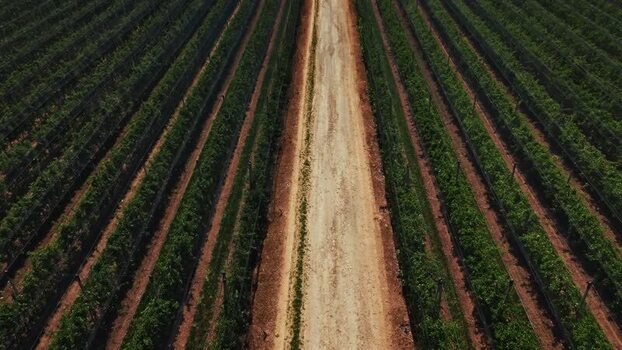 Aerial view of vineyard in Mala Remeta Serbia.