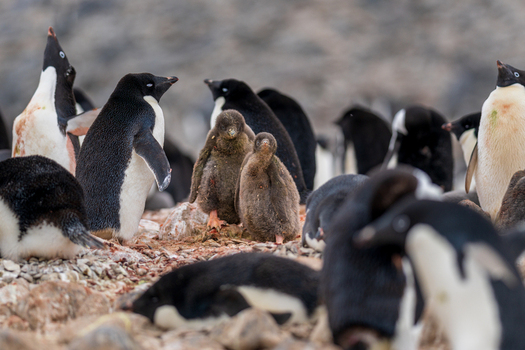 View of a colony of Adelie penguins including fluffy brown chicks and adults standing on the rocky terrain of Paulet Island Antarctica. View of a colony of Adelie penguins including fluffy brown chicks and adults standing on the rocky terrain of Paulet Island Antarctica.