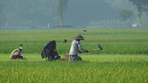 View of farmers working in a green rice field in Bangladesh.