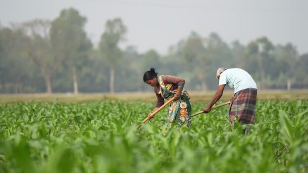 View of farmers working in a green field Bangladesh. View of farmers working in a green field Bangladesh.