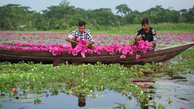 View of men on a boat filled with pink water lilies Bangladesh. View of men on a boat filled with pink water lilies Bangladesh.