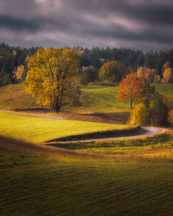 View of rolling green hills and autumn trees with yellow and orange foliage under a dramatic cloudy sky in Wodzilki Podlaskie Voivodeship Poland. View of rolling green hills and autumn trees with yellow and orange foliage under a dramatic cloudy sky in Wodzilki Podlaskie Voivodeship Poland.