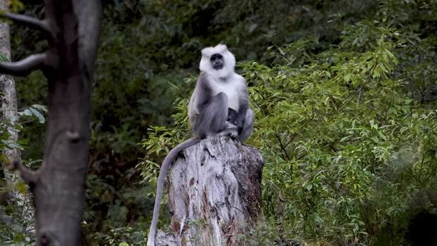 View of a langur monkey on a tree stump Pakistan.