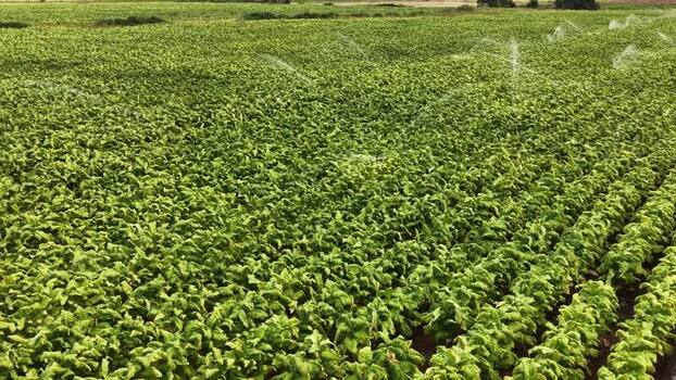 Aerial view of tobacco fields with irrigation in Spain. Aerial view of tobacco fields with irrigation in Spain.