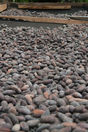 View of cocoa beans drying on a mesh tray in Porto Jimenez Costa Rica. View of cocoa beans drying on a mesh tray in Porto Jimenez Costa Rica.