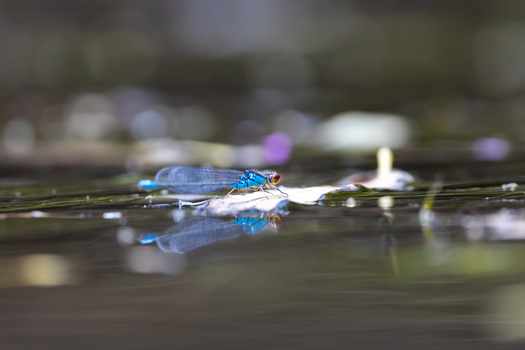 View of a blue damselfly with red eyes resting on a leaf on the water surface with its reflection visible in a pond Wittenheim Grand Est France. View of a blue damselfly with red eyes resting on a leaf on the water surface with its reflection visible in a pond Wittenheim Grand Est France.