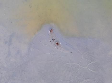 Aerial view of wild ducks in muddy shore at Lake Balaton in drought summer Aerial view of wild ducks in muddy shore at Lake Balaton in drought summer