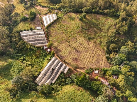 Aerial view of agricultural greenhouses nestled in the lush green hills featuring rows of crops and surrounding tropical vegetation in Jarabacoa La Vega Province Dominican Republic.