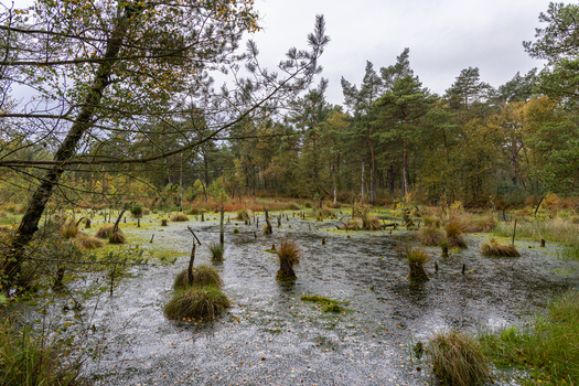 View of the Tiste Bauernmoor wetland with mossy hummocks dark water and autumn colored trees under an overcast sky in Tiste Niedersachsen Germany.
