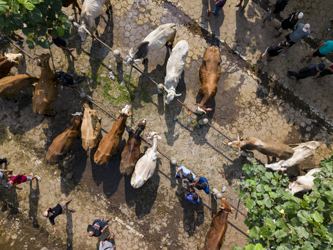 Aerial view of Animal Market Prambanan with cows tied to rails and people walking on paved ground in Kecamatan Prambanan Jawa Tengah Indonesia. Aerial view of Animal Market Prambanan with cows tied to rails and people walking on paved ground in Kecamatan Prambanan Jawa Tengah Indonesia.