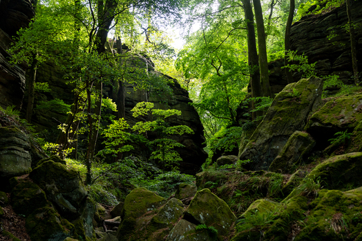 View of the Mullerthal Trail featuring moss covered rock formations and lush green forest canopy in Berdorf Echternach Luxembourg. View of the Mullerthal Trail featuring moss covered rock formations and lush green forest canopy in Berdorf Echternach Luxembourg.