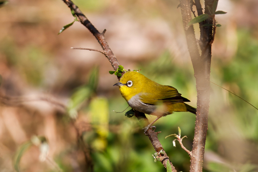 View of an Indian white eye bird perched on a thin tree branch among green foliage in Lahore Punjab Pakistan.