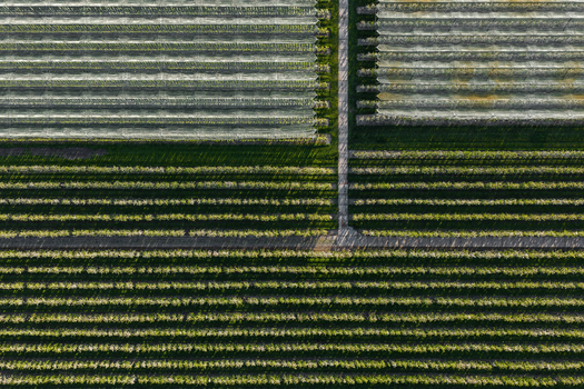 Aerial view of symmetrical rows of trees in an orchard and white protective netting divided by a central path in Flevoland Netherlands.