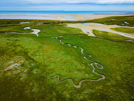 Aerial view of the winding tidal channels of the Havre de Geffosses surrounded by lush green salt marshes and coastal wetlands near the sea in Geffosses Normandy France.