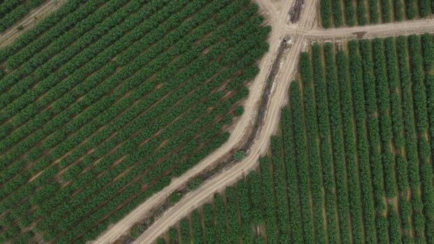 Aerial view of green orchard rows and dirt paths Portugal.