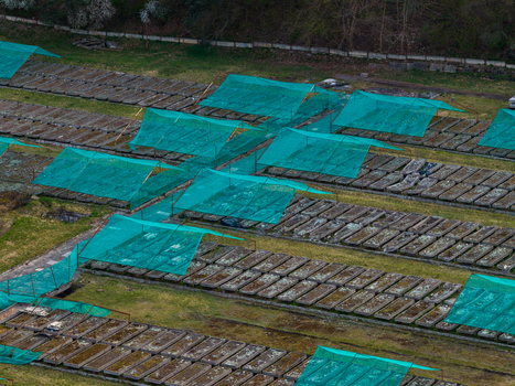 Aerial view of rows of snail breeding beds covered with green protective netting on a grassy field near a forest Vilnius County Lithuania. Aerial view of rows of snail breeding beds covered with green protective netting on a grassy field near a forest Vilnius County Lithuania.