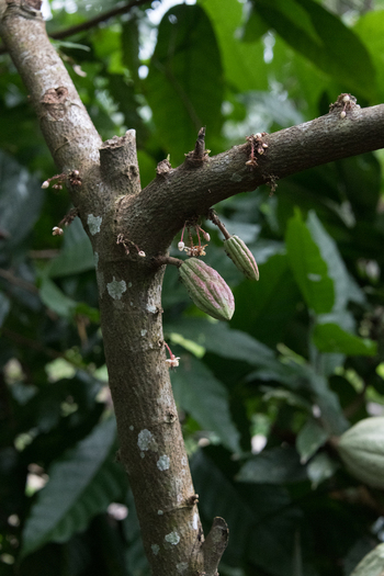 View of young cocoa pods and small flowers growing on a textured tree trunk in a lush tropical plantation in Porto Jimenez Costa Rica. View of young cocoa pods and small flowers growing on a textured tree trunk in a lush tropical plantation in Porto Jimenez Costa Rica.