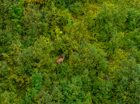 Aerial view of a deer standing in a dense green forest in Valldal More og Romsdal Norway.
