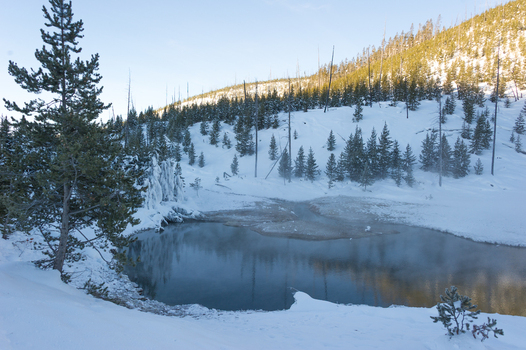 View of a steaming geothermal pool surrounded by snow covered pine trees and winter landscape in Yellowstone National Park United States.