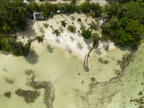 Aerial view of Bobby Beach where turquoise waters meet the shore fringed with palm trees and lush vegetation Karimunjawa Central Java Indonesia.