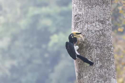View of an Oriental Pied Hornbill perched on a tree trunk against a soft green forest background in Dehong Dai and Jingpo Autonomous Prefecture Yunnan China. View of an Oriental Pied Hornbill perched on a tree trunk against a soft green forest background in Dehong Dai and Jingpo Autonomous Prefecture Yunnan China.