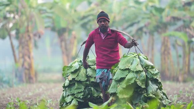 View of a farmer carrying leafy vegetables in Bogura Bangladesh. View of a farmer carrying leafy vegetables in Bogura Bangladesh.