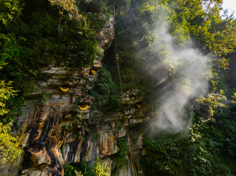 Aerial view of traditional honey hunting on a steep cliff face with large honeycombs a long bamboo ladder and sunbeams filtering through the mist in the lush forest Nepal.
