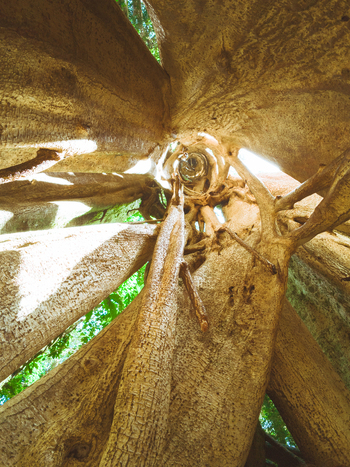 View of the intricate gnarled trunk and branches of a massive ancient tree reaching towards the canopy with sunlight filtering through the leaves in Costa Rica.