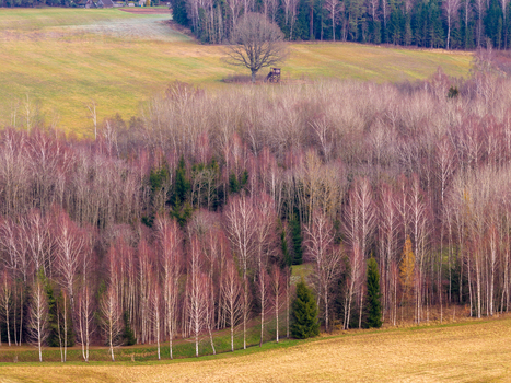 Aerial view of a dense forest of bare birch trees and rolling green fields with a single large tree and a hunting tower Lithuania. Aerial view of a dense forest of bare birch trees and rolling green fields with a single large tree and a hunting tower Lithuania.