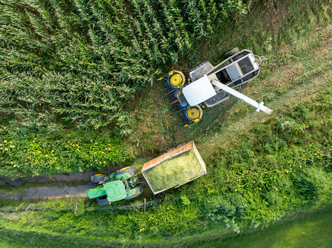 Aerial view of a combine harvester and a tractor with a trailer working in a lush corn field during harvest season Maia Acores Portugal.