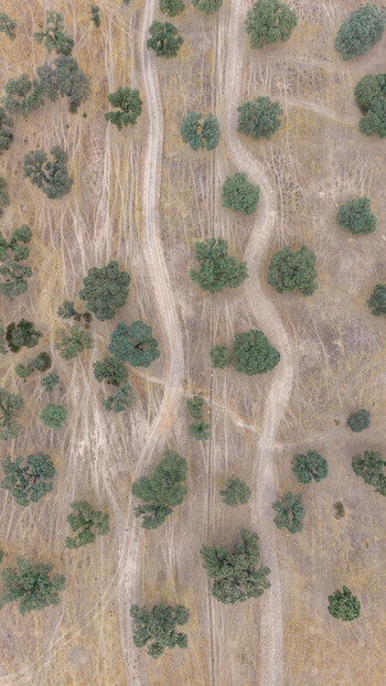 Aerial view of the dry golden landscape of the dehesa in Extremadura featuring scattered holm oak trees and winding dirt tracks in Navalmoral de la Mata Extremadura Spain.