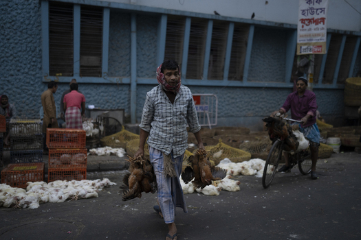 Kolkata India 06 December 2024 View of a man carrying chickens through a market street the scene a mix of daily life and commerce. Kolkata India 06 December 2024 View of a man carrying chickens through a market street the scene a mix of daily life and commerce.