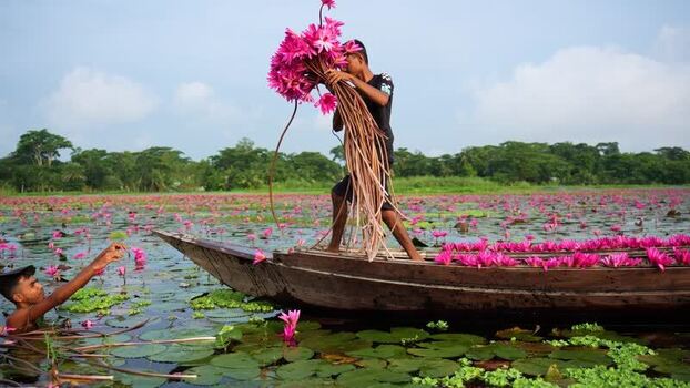 View of a man harvesting pink water lilies on a boat Bangladesh. View of a man harvesting pink water lilies on a boat Bangladesh.