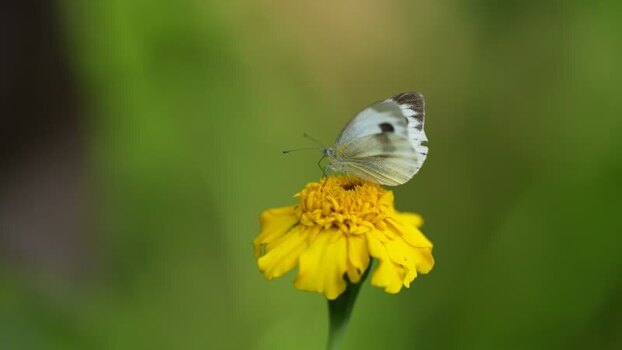 View of a white butterfly on a yellow flower Nepal.
