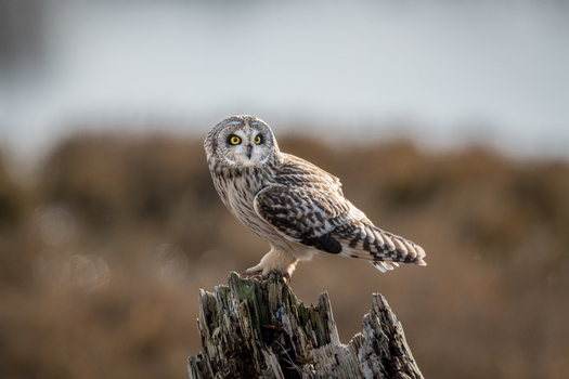 View of a short eared owl perched on a weathered wooden post in a grassy field in Delta British Columbia Canada. View of a short eared owl perched on a weathered wooden post in a grassy field in Delta British Columbia Canada.