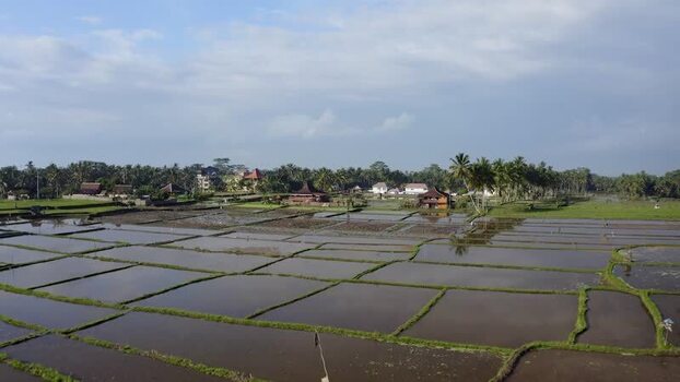 Aerial view of flooded rice paddies and palm trees in Bali Indonesia. Aerial view of flooded rice paddies and palm trees in Bali Indonesia.