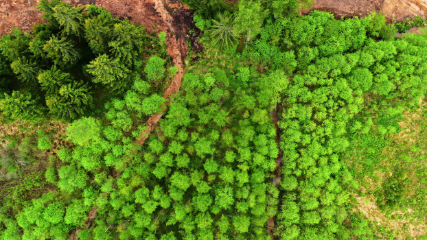 Aerial view of a lush green forest with dense deciduous trees and patches of coniferous trees featuring a small stream winding through the landscape in Latvia. Aerial view of a lush green forest with dense deciduous trees and patches of coniferous trees featuring a small stream winding through the landscape in Latvia.