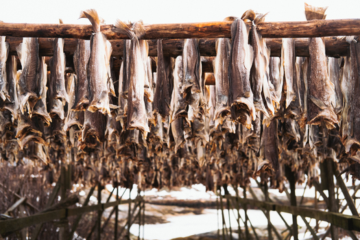 View of dried cod hang on wooden racks their pale bodies against the stark sky a testament to the traditional fishing industry Henningsv&aelig;r Nordland Norway.