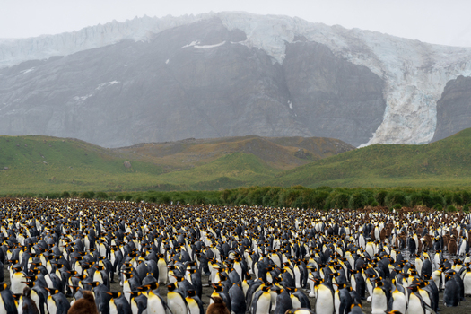 View of a large colony of king penguins at Gold Harbour with rugged mountains and a glacier in the background South Georgia and the South Sandwich Islands. View of a large colony of king penguins at Gold Harbour with rugged mountains and a glacier in the background South Georgia and the South Sandwich Islands.