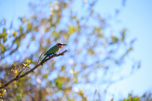 View of a white fronted bee eater perched on a thin branch against a soft bokeh background of green leaves and blue sky Skukuza Mpumalanga South Africa. View of a white fronted bee eater perched on a thin branch against a soft bokeh background of green leaves and blue sky Skukuza Mpumalanga South Africa.