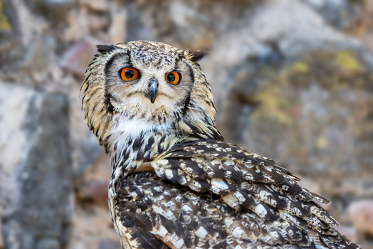 View of a majestic Eurasian eagle owl with bright orange eyes and detailed plumage perched against a rocky background in Selestat Grand Est France.