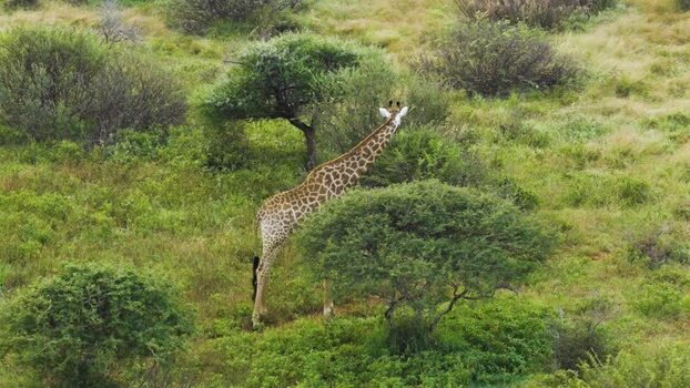 Aerial view of a giraffe in the wild South Africa.