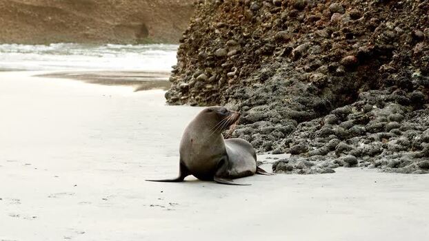 View of a seal on Wharariki Beach New Zealand. View of a seal on Wharariki Beach New Zealand.