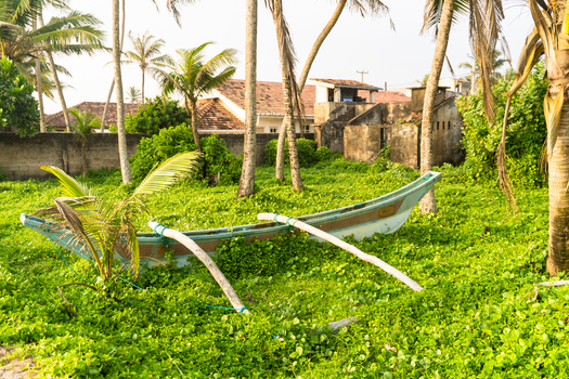 View of a traditional outrigger boat resting on lush green vegetation surrounded by tall palm trees and residential buildings in Galle Southern Province Sri Lanka.