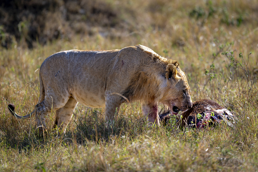 View of a male lion feeding on its prey in the dry savanna grass Kenya.