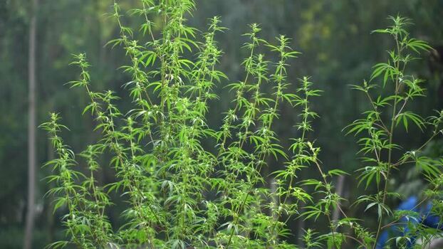 View of cannabis plants growing in the wild Nepal.